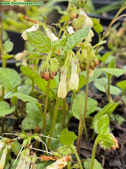 Symphytum tuberosum