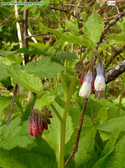 Symphytum x hidcotense