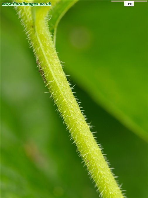 Symphytum x uplandicum