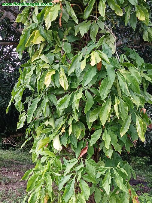 Syngonium auritum