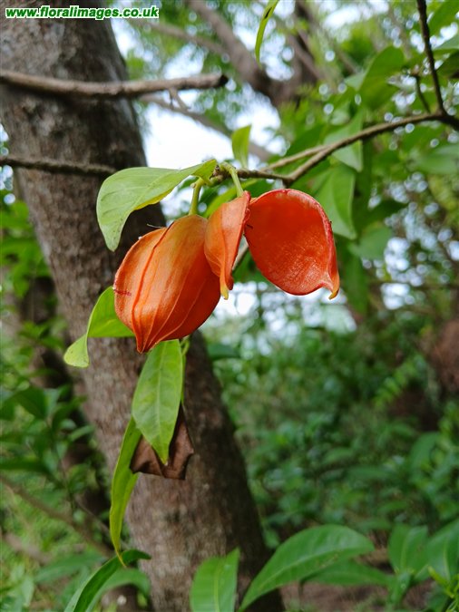 Tabernaemontana alternifolia