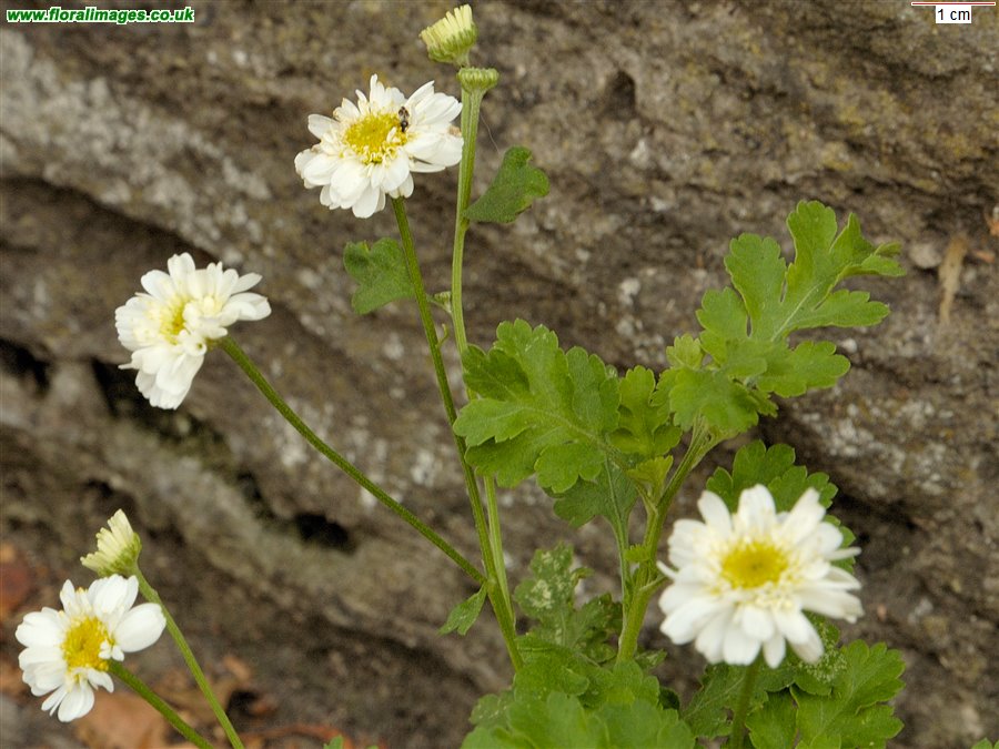 Tanacetum parthenium