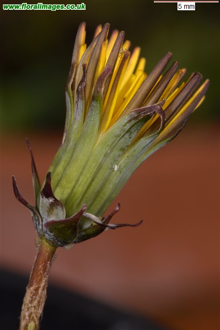 Taraxacum 'iscanum'