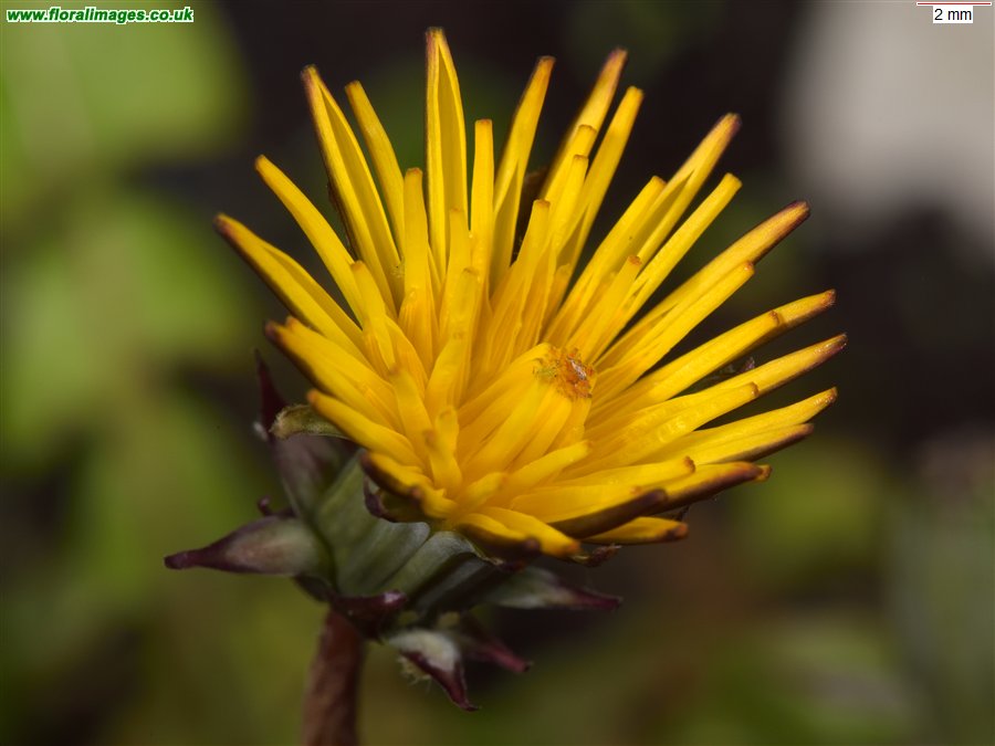 Taraxacum 'iscanum'