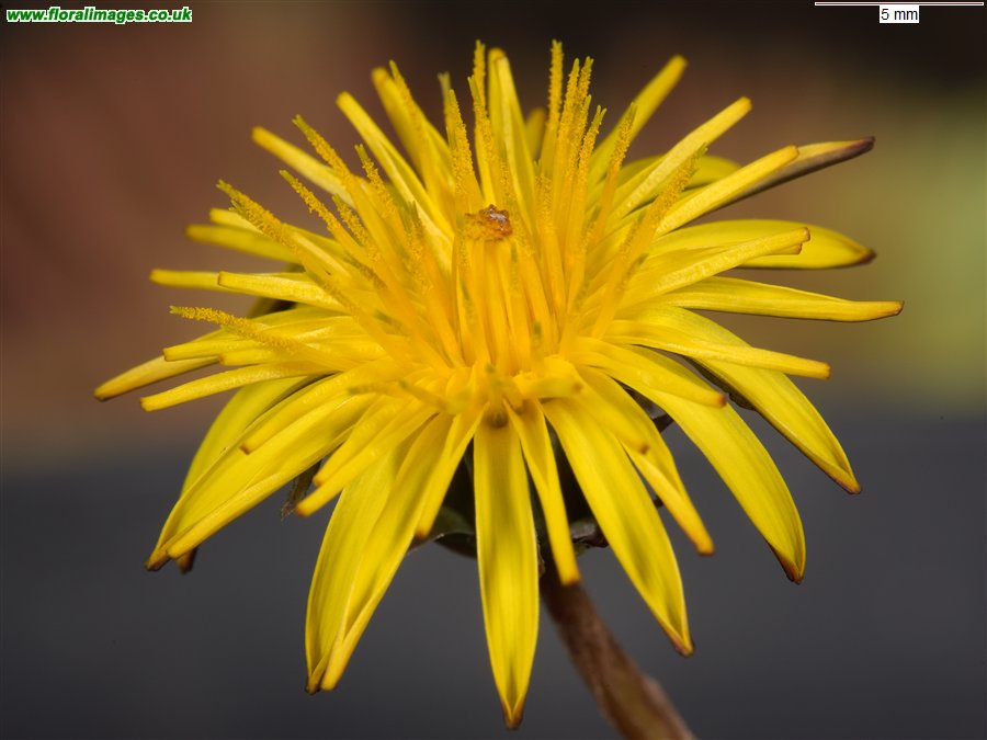 Taraxacum 'iscanum'