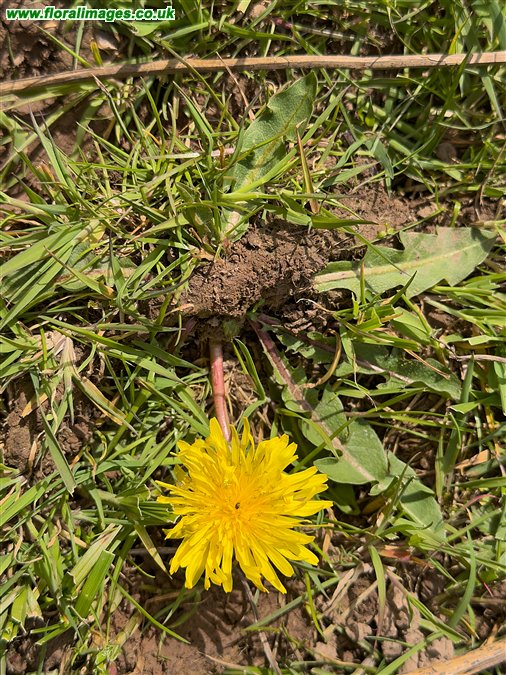 Taraxacum luteum