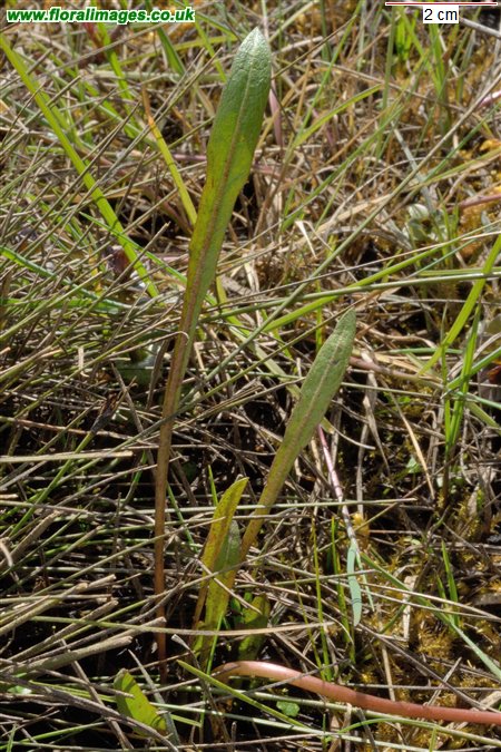 Taraxacum palustre