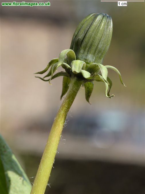 Taraxacum porteri