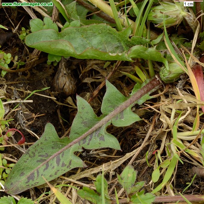 Taraxacum subnaevosum