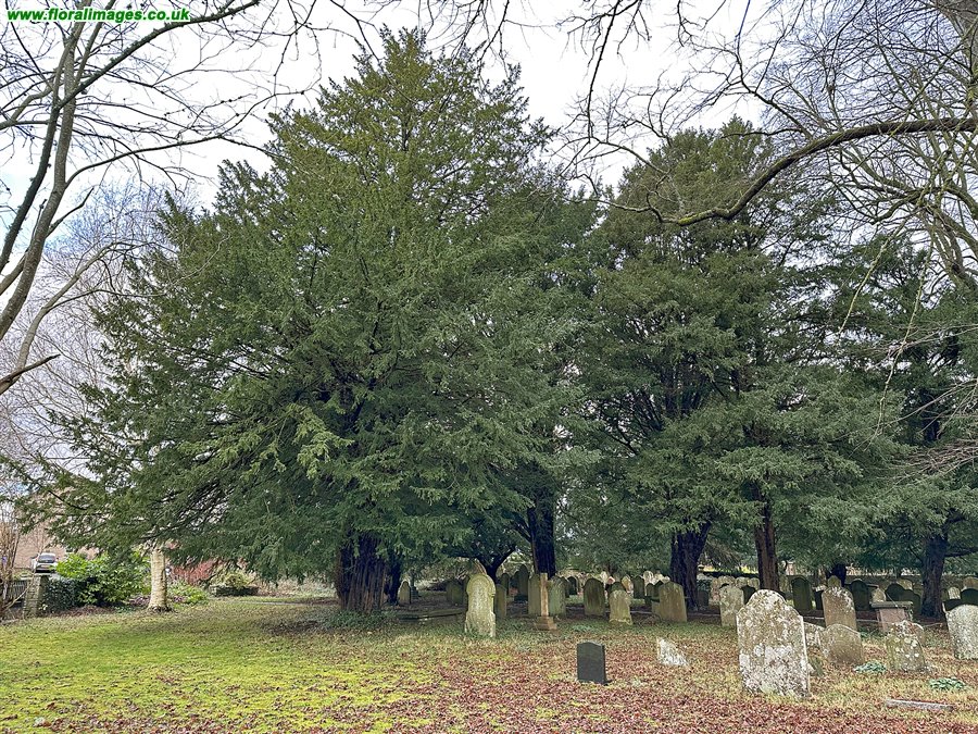 Taxus baccata