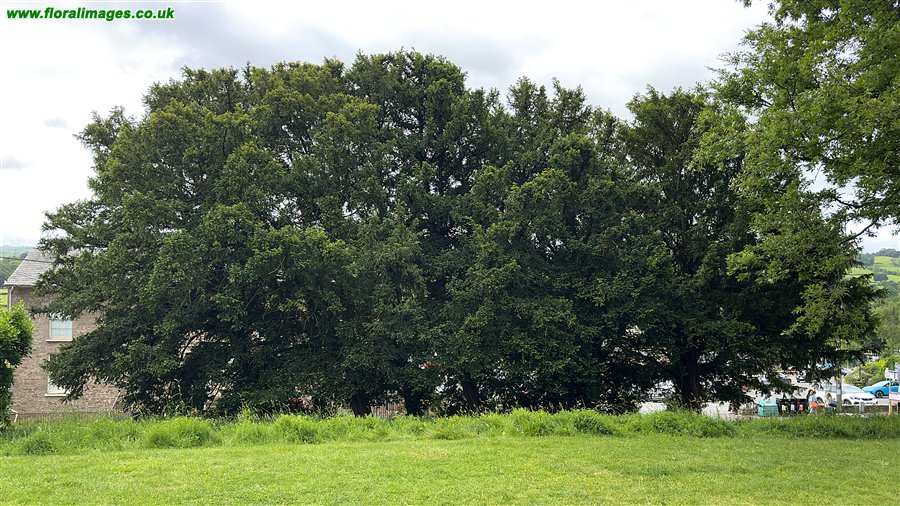 Taxus baccata