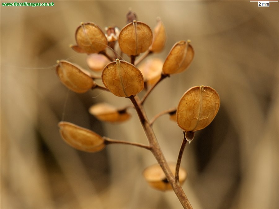 Teesdalia nudicaulis