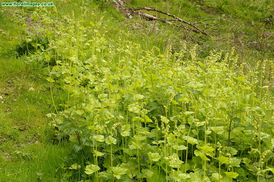 Tellima grandiflora