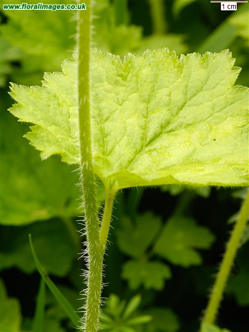 Tellima grandiflora