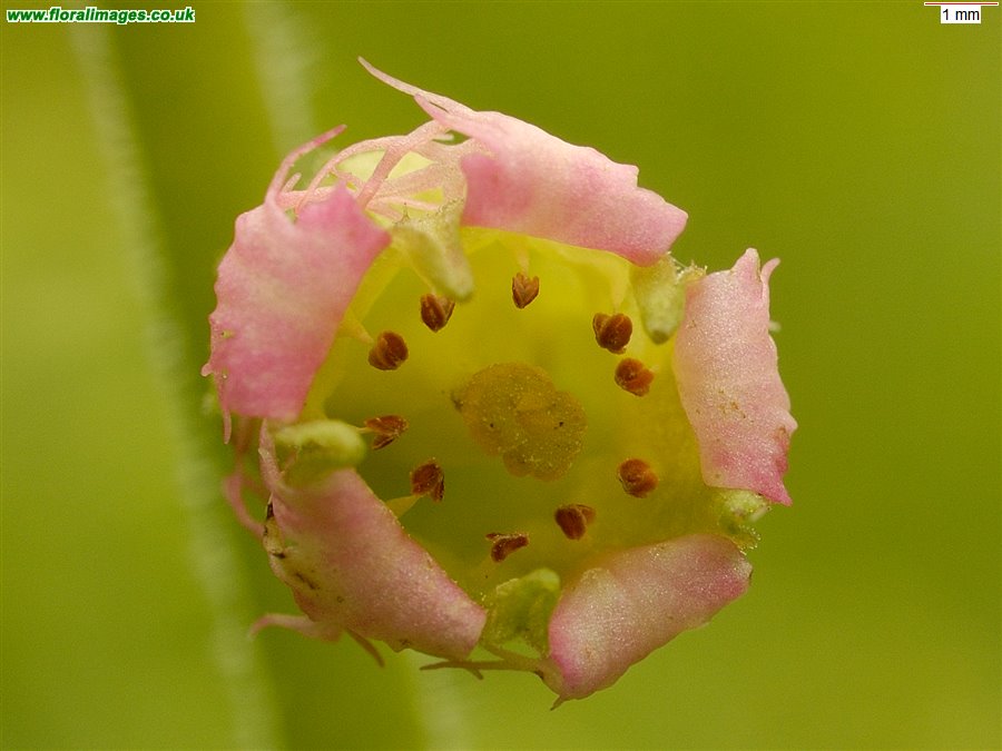 Tellima grandiflora