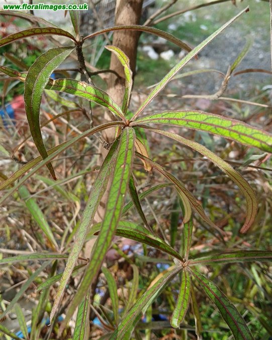 Terminalia bentzoe