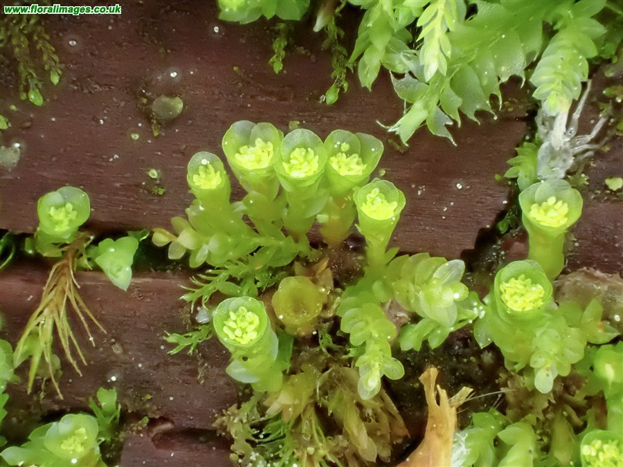 Tetraphis pellucida