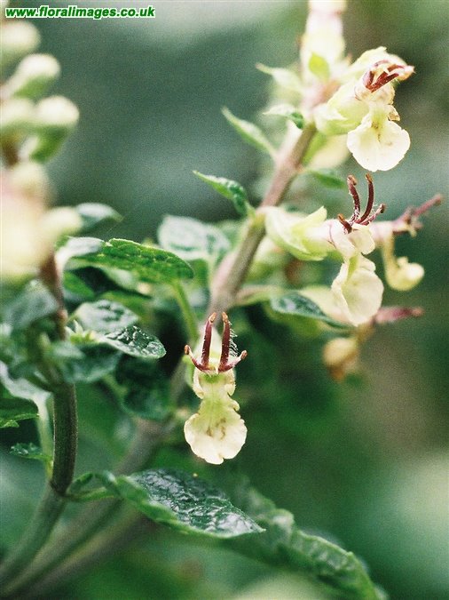 Teucrium scorodonia