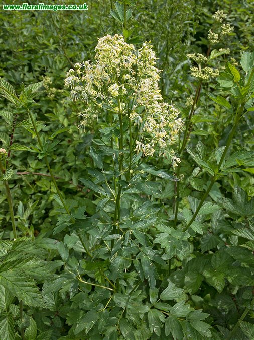 Thalictrum flavum