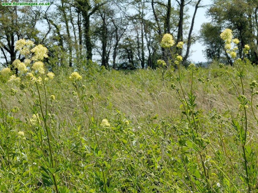Thalictrum flavum