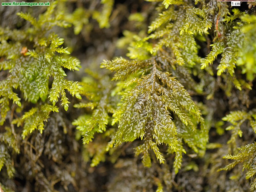 Thamnobryum alopecurum