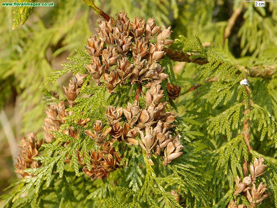 Thuja plicata