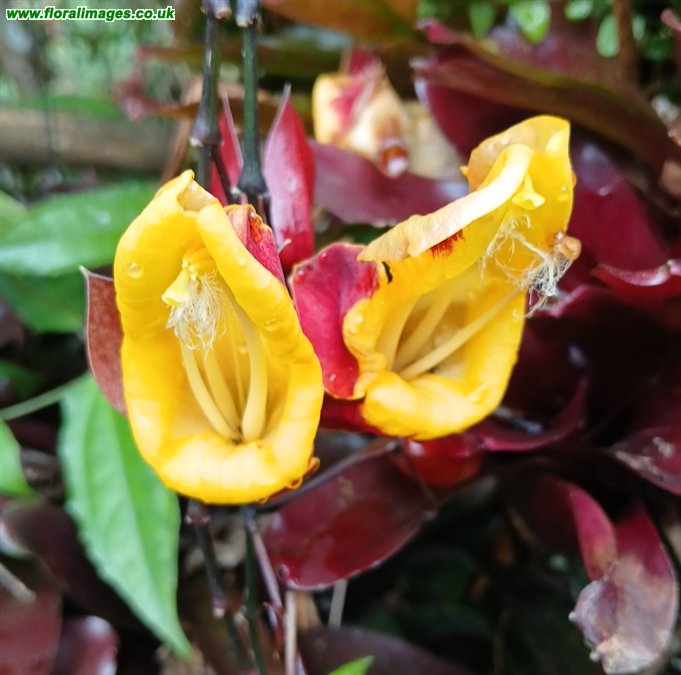 Thunbergia mysorensis