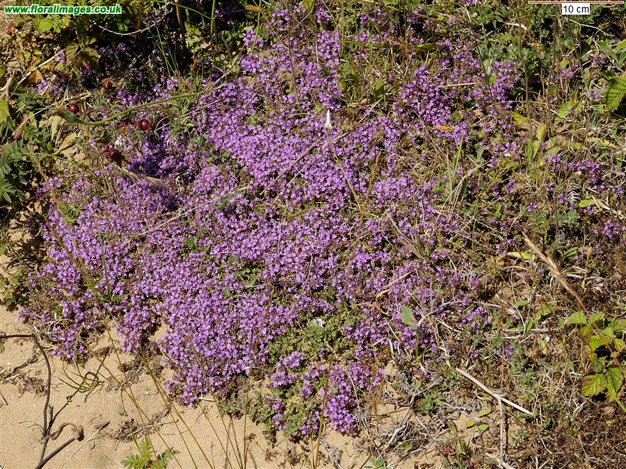 Thymus drucei