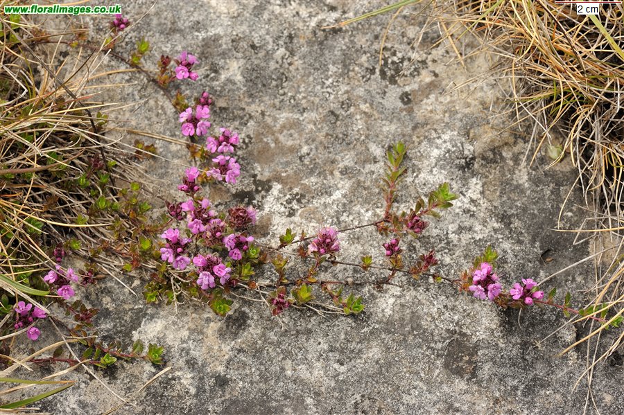 Thymus drucei