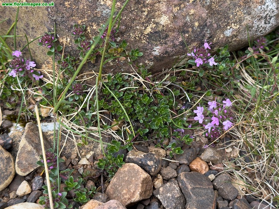 Thymus drucei