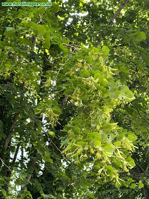 Tilia x europaea