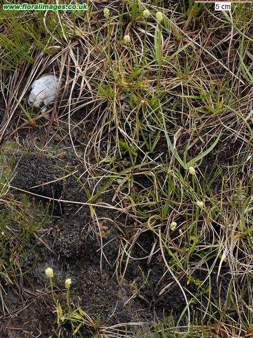 Tofieldia pusilla