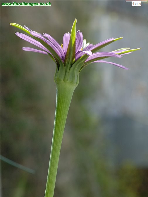 Tragopogon porrifolius