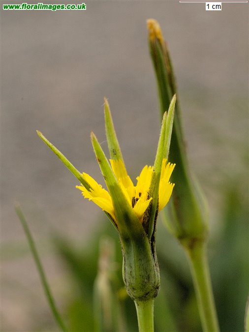 Tragopogon pratensis