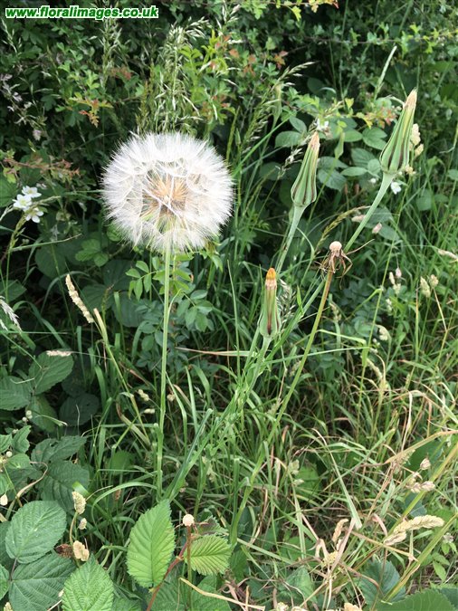 Tragopogon pratensis