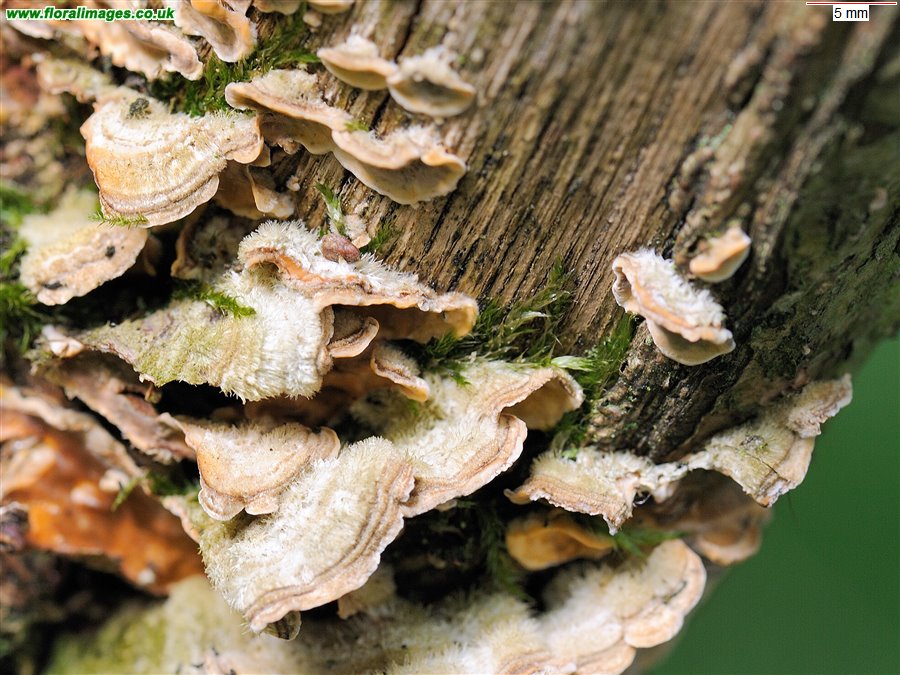 Trametes hirsuta