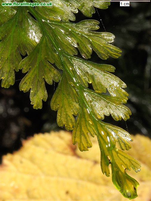 Trichomanes speciosum