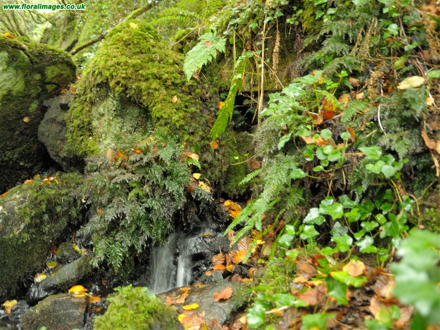 Trichomanes speciosum