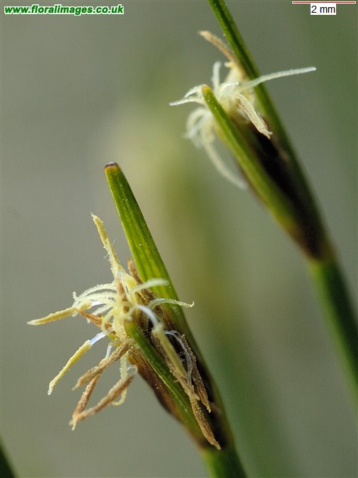 Trichophorum germanicum