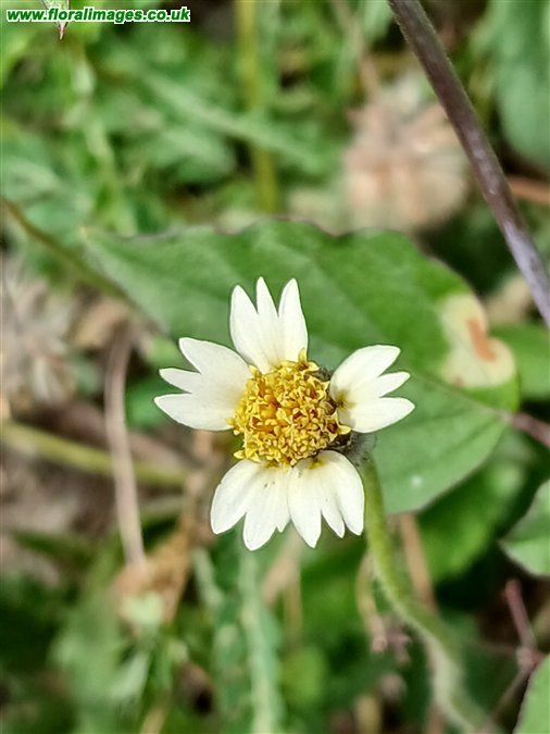 Tridax procumbens