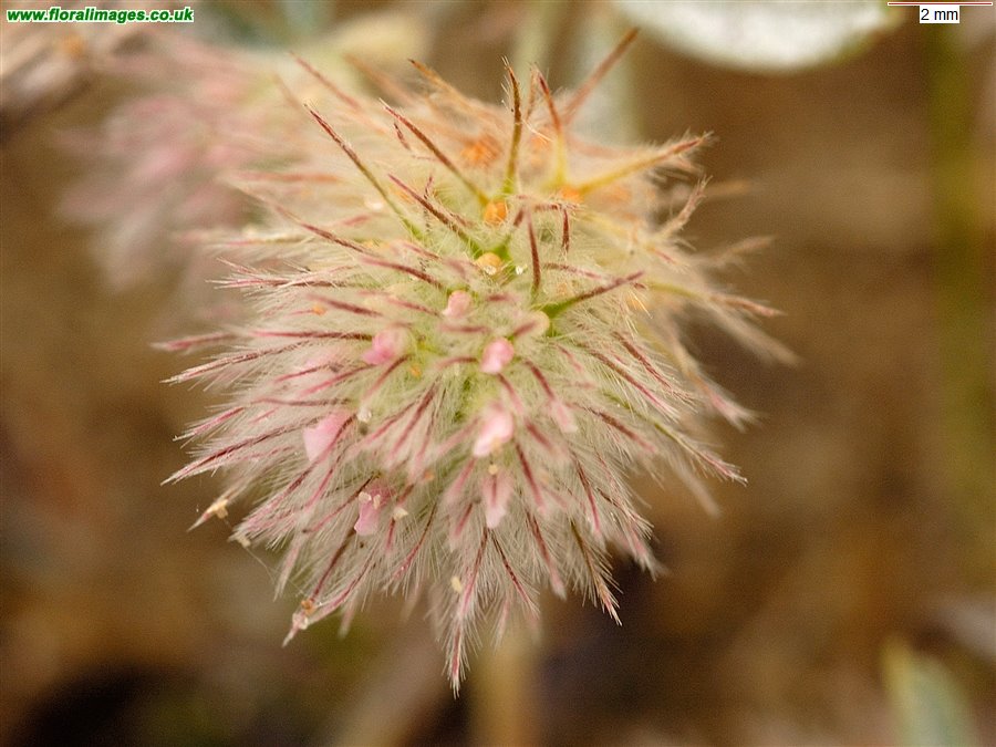 Trifolium arvense