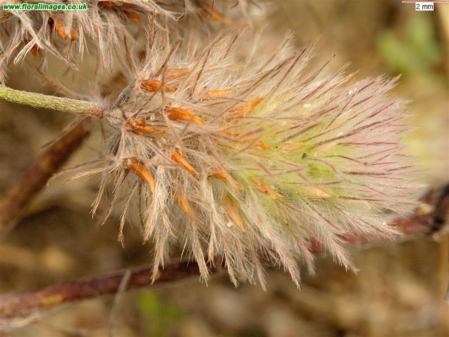 Trifolium arvense