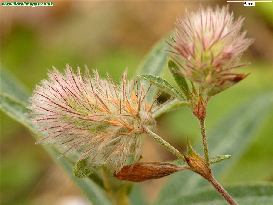 Trifolium arvense