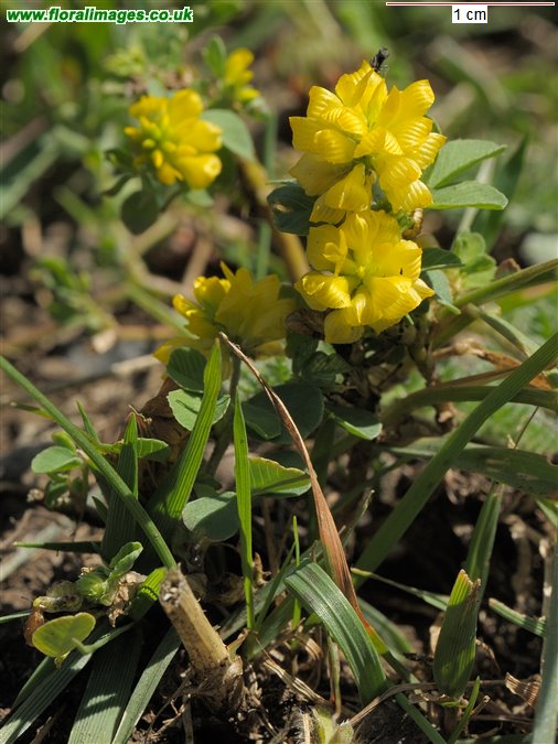Trifolium campestre