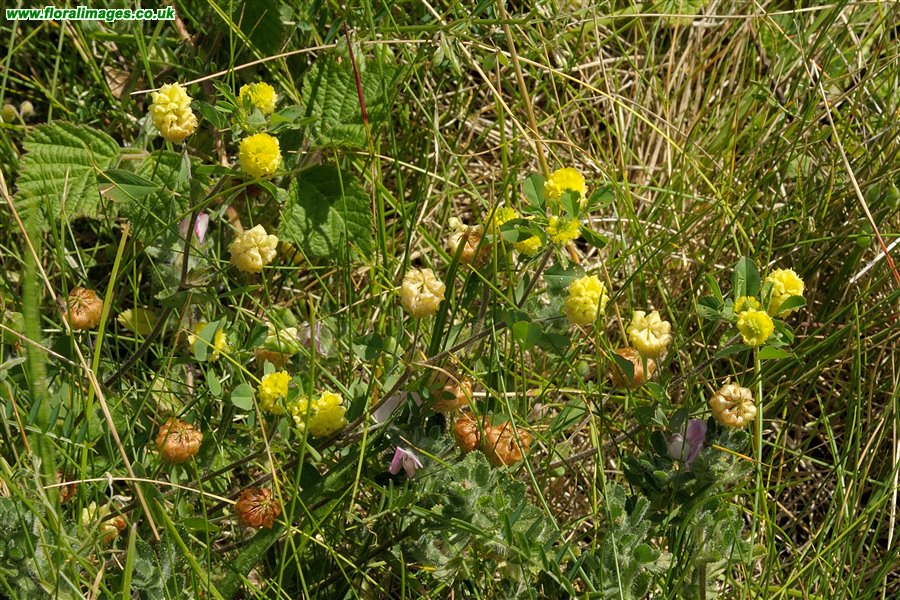 Trifolium campestre