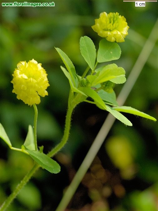Trifolium campestre