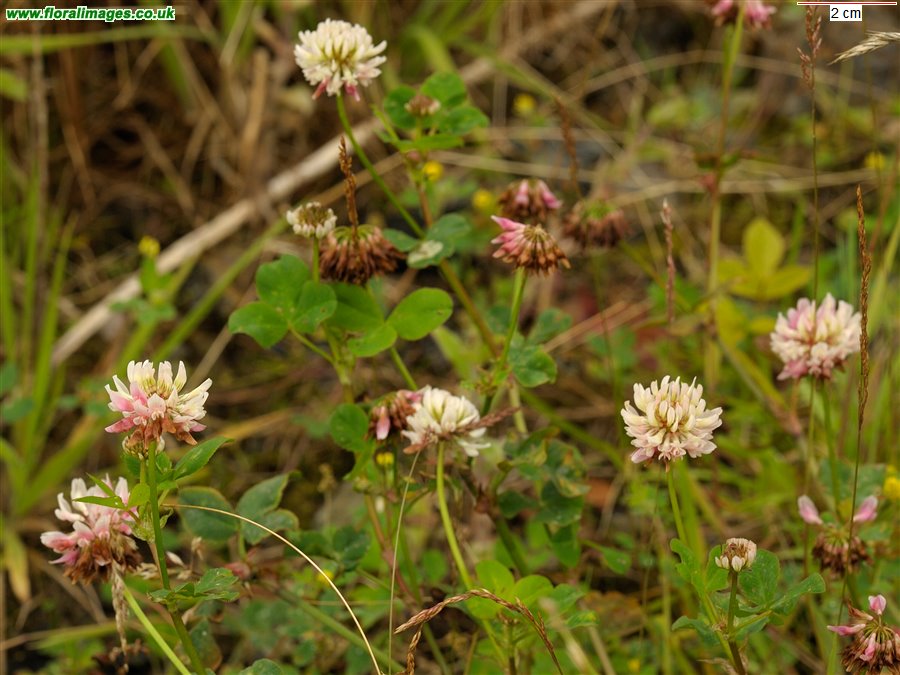 Trifolium hybridum