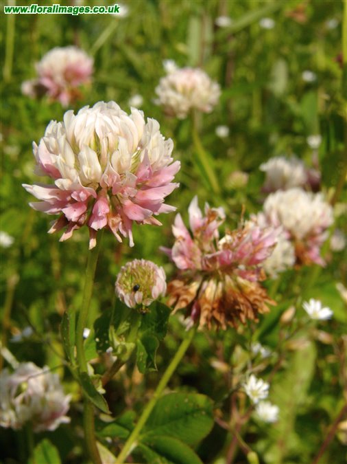 Trifolium hybridum