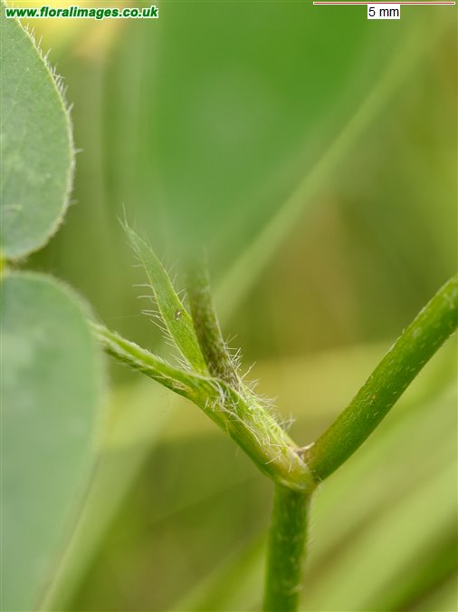 Trifolium medium