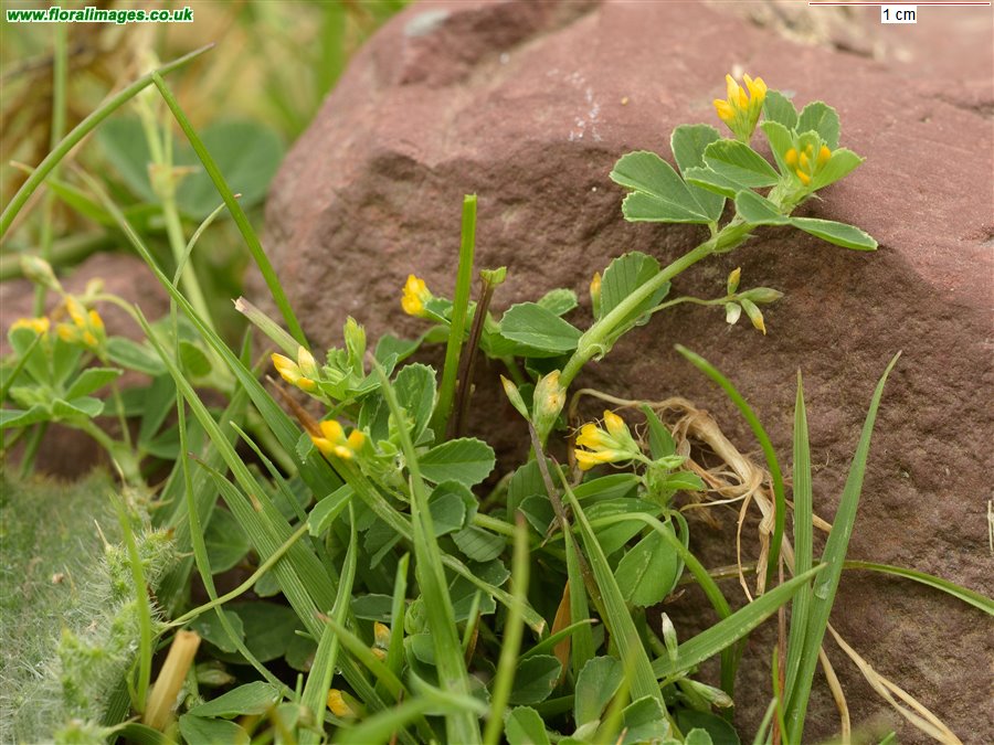 Trifolium micranthum